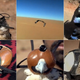 Illustration for article titled This Helmet Cam Attached to a Falcon Shows You What Its Like to Fly and Hunt Like a Bird